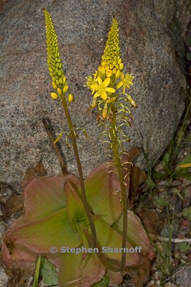 bulbine latifolia 2 graphic